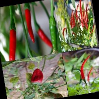green chili project thumbnail