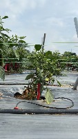 Chili project thumbnail