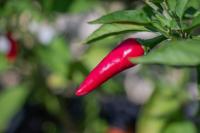 CHILI RIPENESS DETECTION FYP project thumbnail