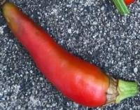 Chili Health Classification project thumbnail