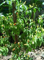 Chili Pepper Classification project thumbnail