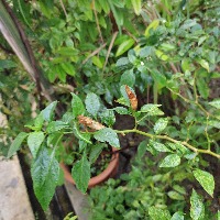 Chili Ripeness Detection project thumbnail