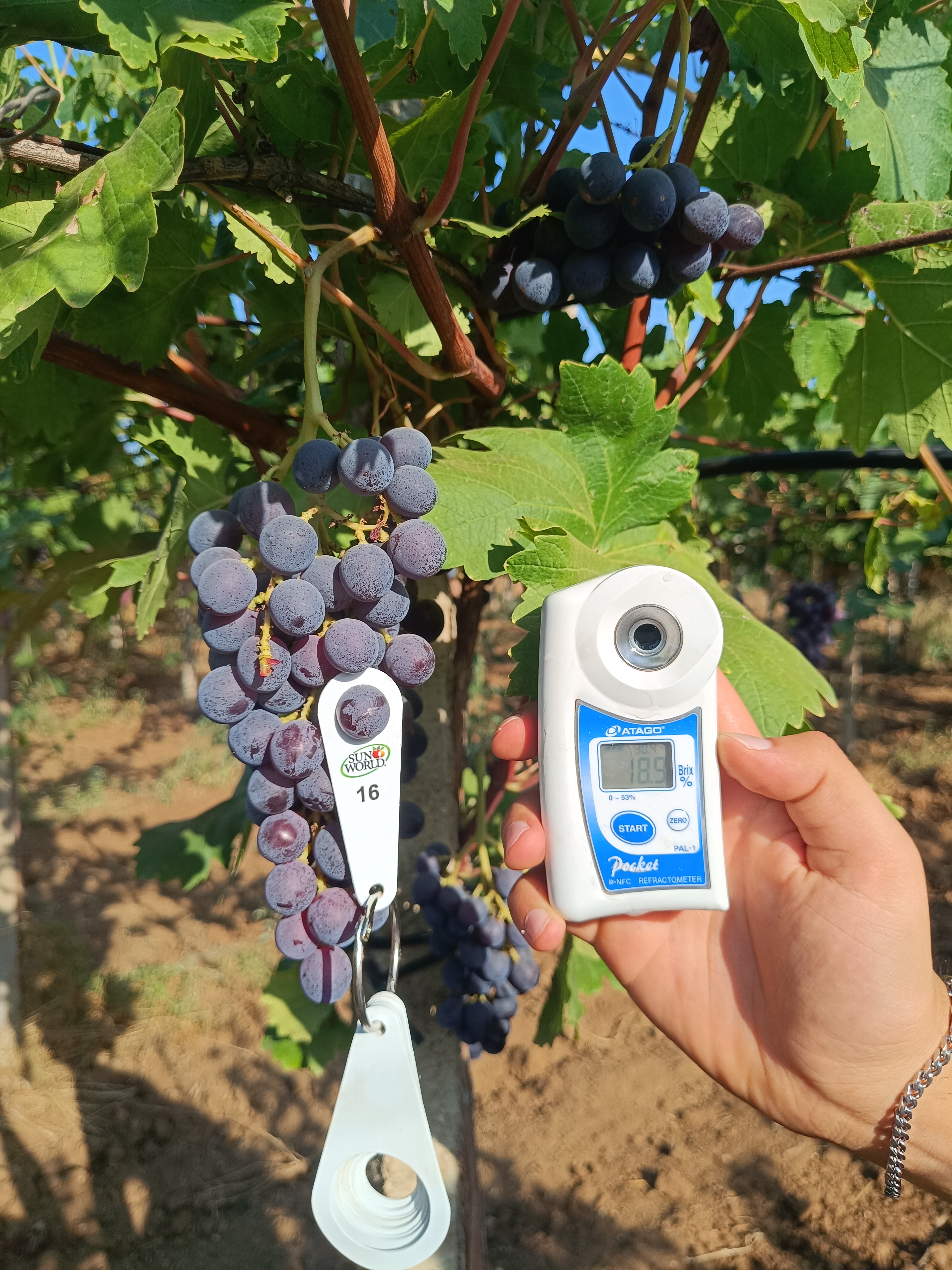 Grapes Object Detection Model by Grapes