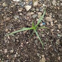 Weeds Detection project thumbnail