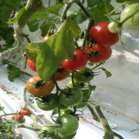 Tomato_our project thumbnail