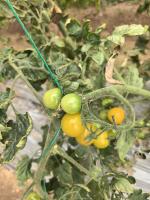 tomato project thumbnail