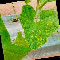 leaf_disease_v3 project thumbnail