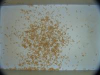 NewLarva project thumbnail