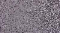 Stomacounter Object Detection Dataset and Pre-Trained Model by Stomata ...
