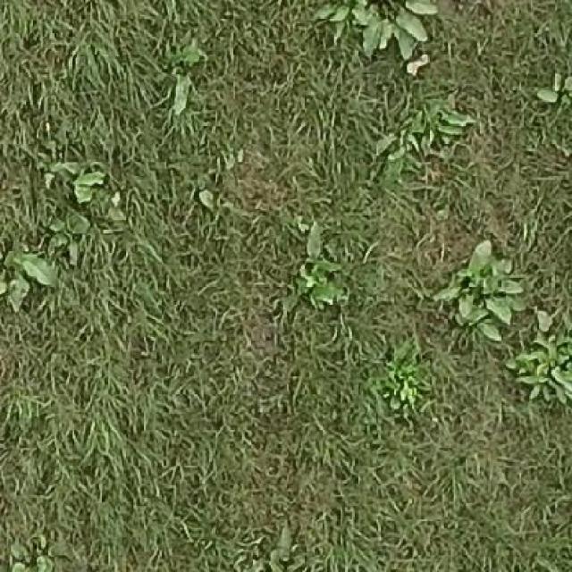 weed Object Detection Model by SANTANU BANERJEE