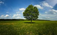 tree_yolo project thumbnail