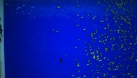 Clams small v1 project thumbnail