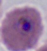 Parasites project thumbnail
