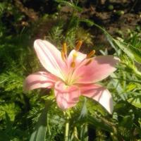 Flower project thumbnail