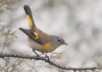 NE Bird project thumbnail