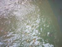 TILAPIA 2 project thumbnail