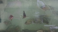 Tilapia project thumbnail