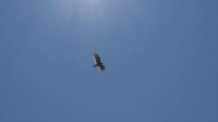 Birds flying project thumbnail