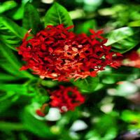 IXORA-DETECTION project thumbnail