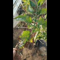 tomato project thumbnail