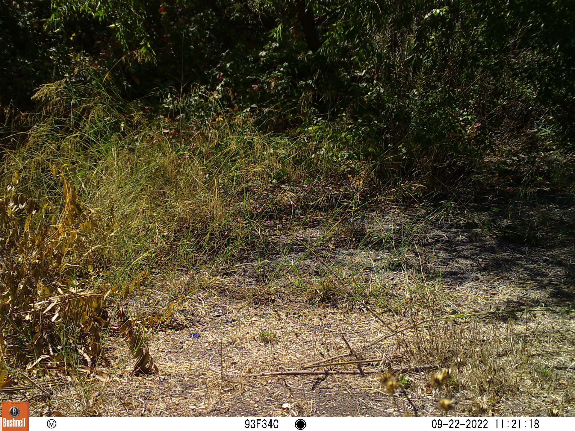 Animl sample dataset object detection dataset by farmlife