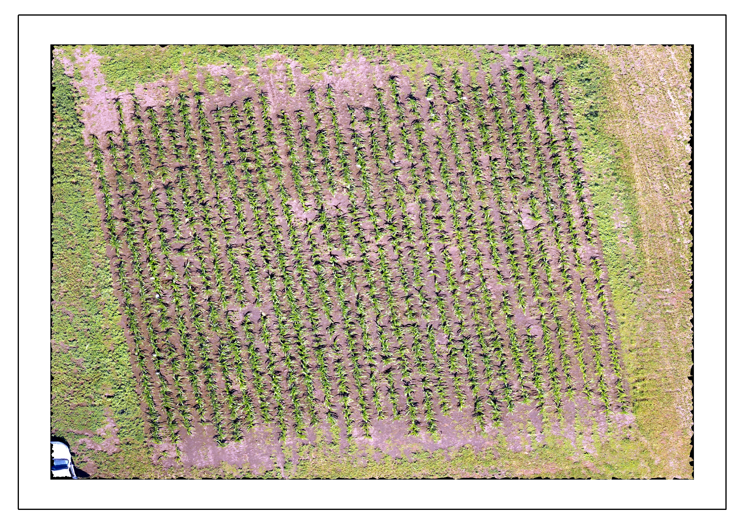 Ali Cows Object Detection Dataset by cows