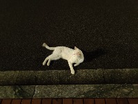 cat project thumbnail