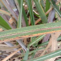sugarcane project thumbnail