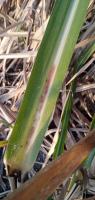 Sugarcane project thumbnail