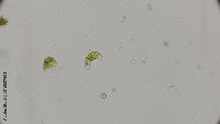 Algae project thumbnail