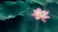 flower identification project thumbnail