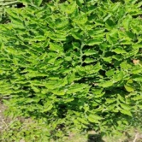 MyHerb project thumbnail