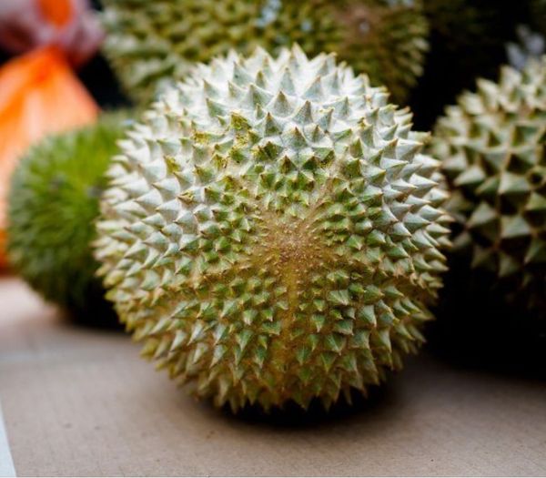FYP Object Detection Dataset by Real Time Durian Classification FYP