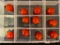 tomato project thumbnail