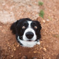 Dogs project thumbnail