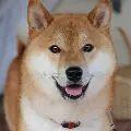 dogs project thumbnail