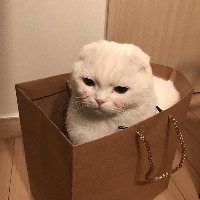 cat project thumbnail