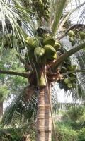 Coconut Tree Detection project thumbnail