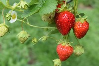 Fucking_Strawberry project thumbnail