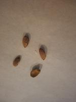 almond-detection project thumbnail