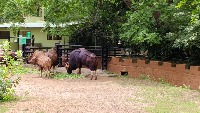 Animal Detection 5 project thumbnail