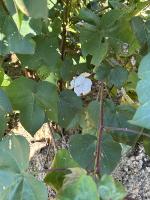 Open Boll Cotton project thumbnail