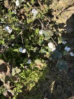Cotton Detction project thumbnail