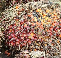 Palm Oil FFB Ripeness Object Detection Model by Zuhair