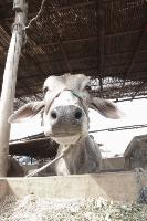 Cattle project thumbnail