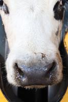 Cattle Muzzle detection project thumbnail