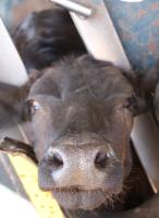 Cattle Muzzle detection 2 project thumbnail