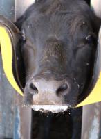 Cattle Muzzle detection 3 project thumbnail