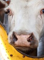 Cattle Muzzle detection 1 project thumbnail