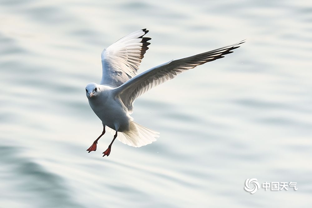 Bird Object Detection Model by 11111